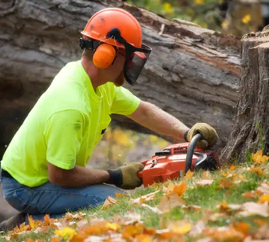 tree services Holly